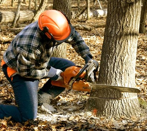 Tree Removal in Zirconia, NC